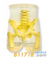 美國RSD RS-113T骨盆模體